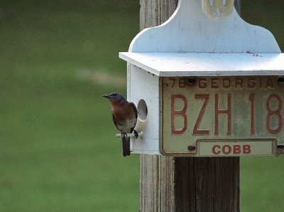 Eastern Bluebird