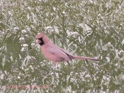 Cardinal