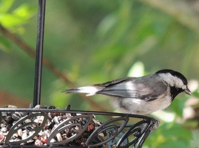 Chickadee