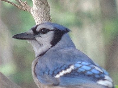 Blue Jay