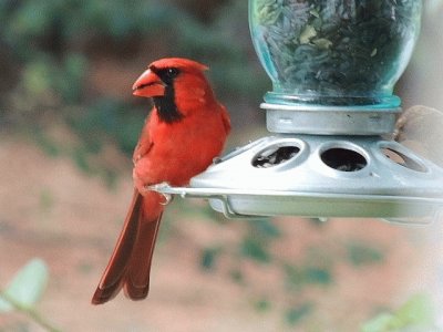 Cardinal