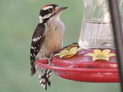 Downy Woodpecker