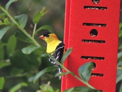 Goldfinch