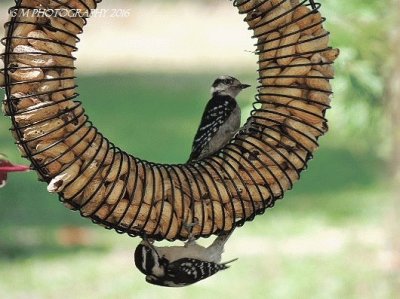 Downy Woodpeckers