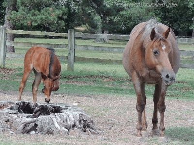 Mare and Baby