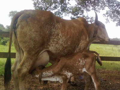 Vaca e sua cria