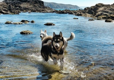 Cachorros na Praia