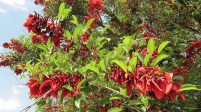 ceibo, flor nacional argentina