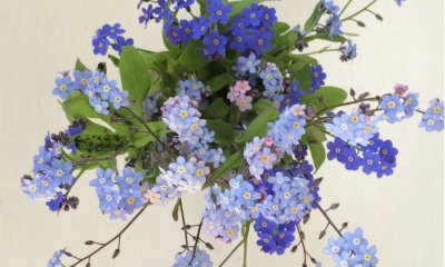 Forgetmenot