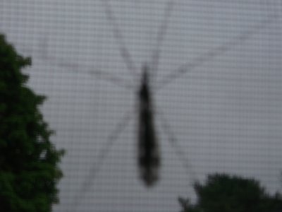 Big bug on the screen           LJ