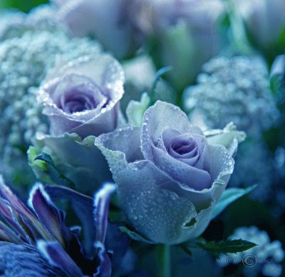 Lavender Roses in Morning Dew