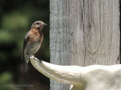 Eastern Blue Bird