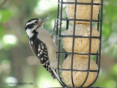 Downy Woodpecker