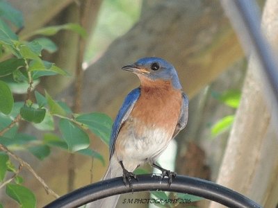 Eastern Blue Bird