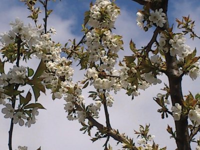 cerisier en fleurs