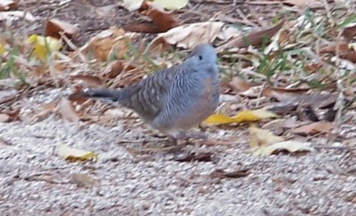 petit oiseau des iles