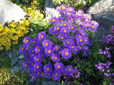 Rock Garden with Aster Alpine Flowers-Alaska