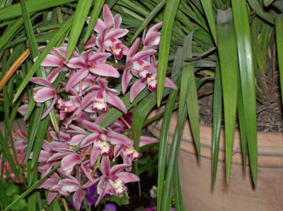 orquÃ­deas dendrobium