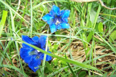 Fleurs bleues