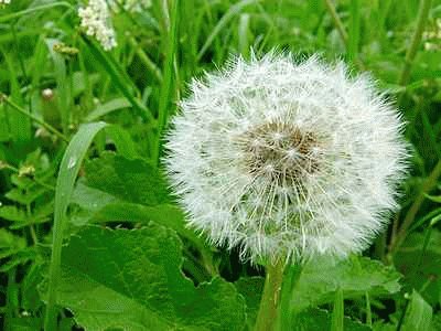 Dandelion