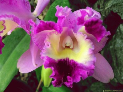 Orquidea, flor nacional