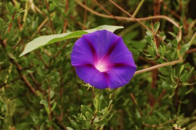 campanilla