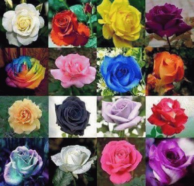 rosas