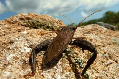 Barbeiro - Transmissor doença de chagas