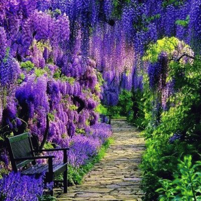 Garden Path Under Purple Wisteria