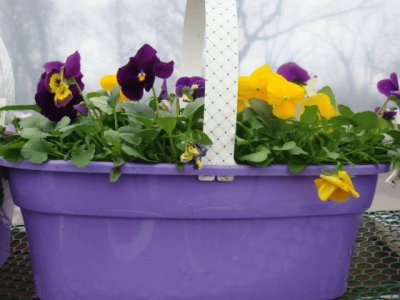 Pretty Purple Pansy Basket