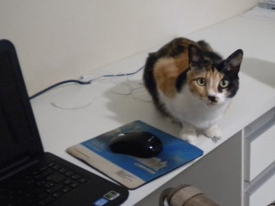 Mia querendo usar o computador.