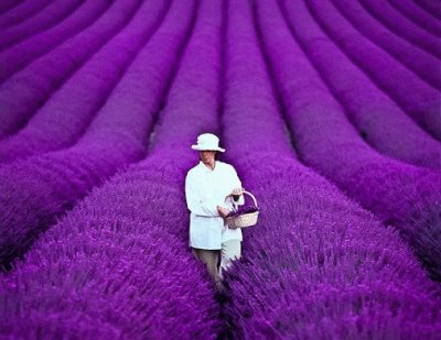 Woman in Beautiful Purple Field