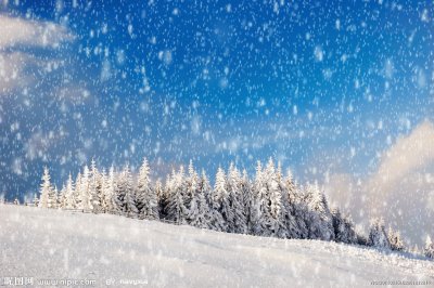 snow tree