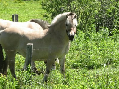 Horses near Moncton