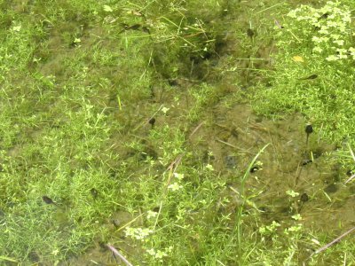 Tadpole pond