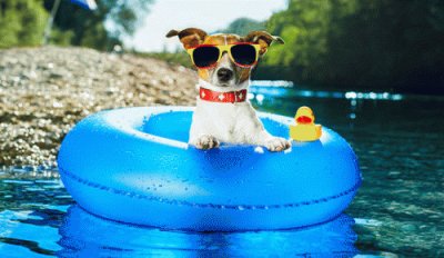 Cool Dog Floating with Rubber Ducky