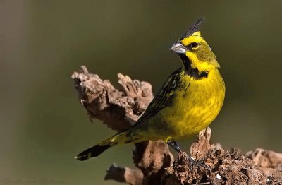 Cardenal Amarillo