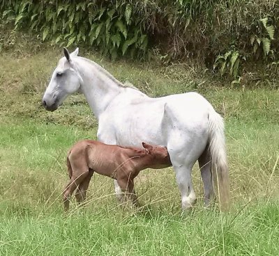 Égua amamentando a sua cria