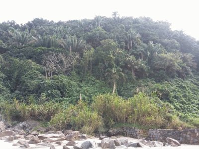 Vegetaçao Praia de Guaiuba -Guaruja - SP