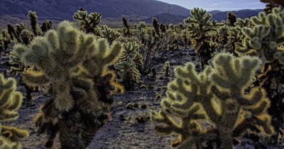 thumb-1392885170733-cholla_garden_02