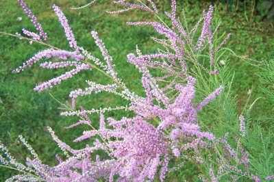 tamaris en fleurs