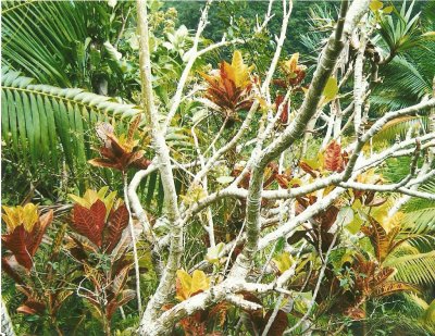 nature RÃ©union