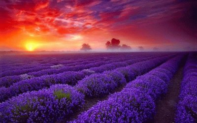 Gorgeous Sun Set Over Purple Field