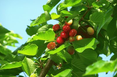 Cerises...