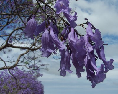 Jacaranda