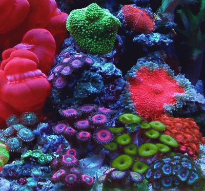 Awesome Colorful Coral