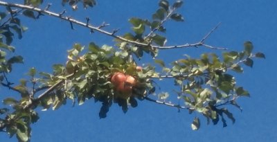 Manzanas