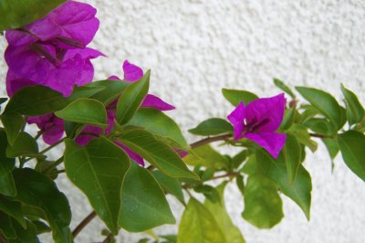 Bougainvillier