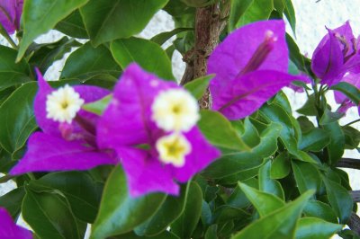 Bougainvillier