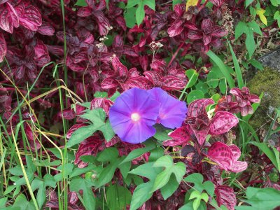 Fleurs de la RÃ©union